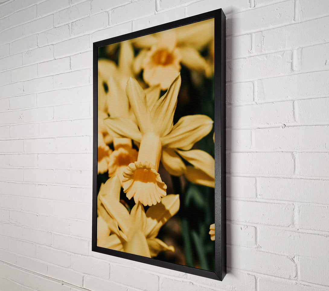  A Canvas Print of Golden Trumpet Bloom Canvas Print