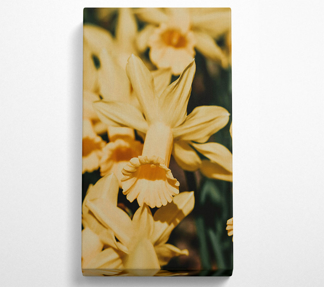  A Canvas Print of Golden Trumpet Bloom Canvas Print