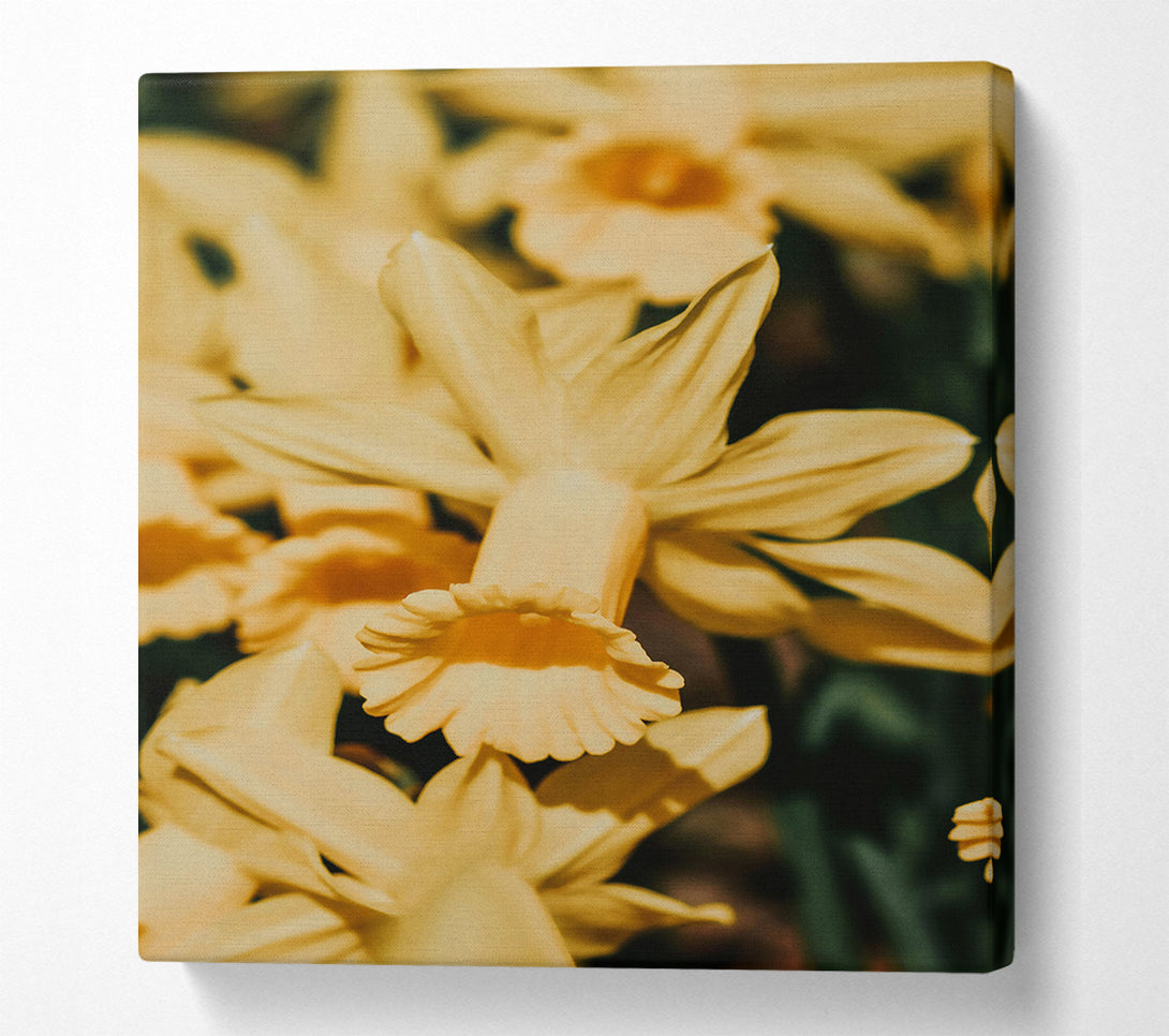  A Canvas Print of Golden Trumpet Bloom Canvas Print