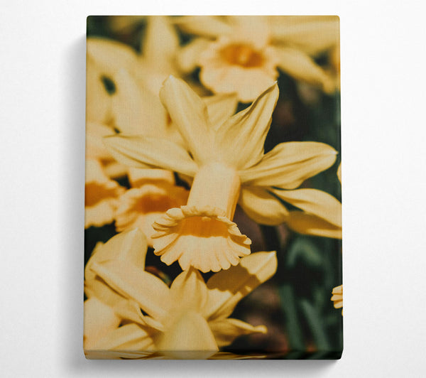  A Canvas Print of Golden Trumpet Bloom Canvas Print