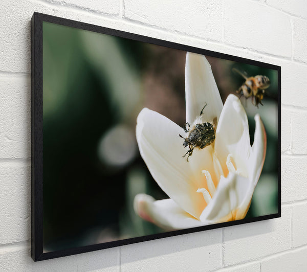 White Petal Visitor