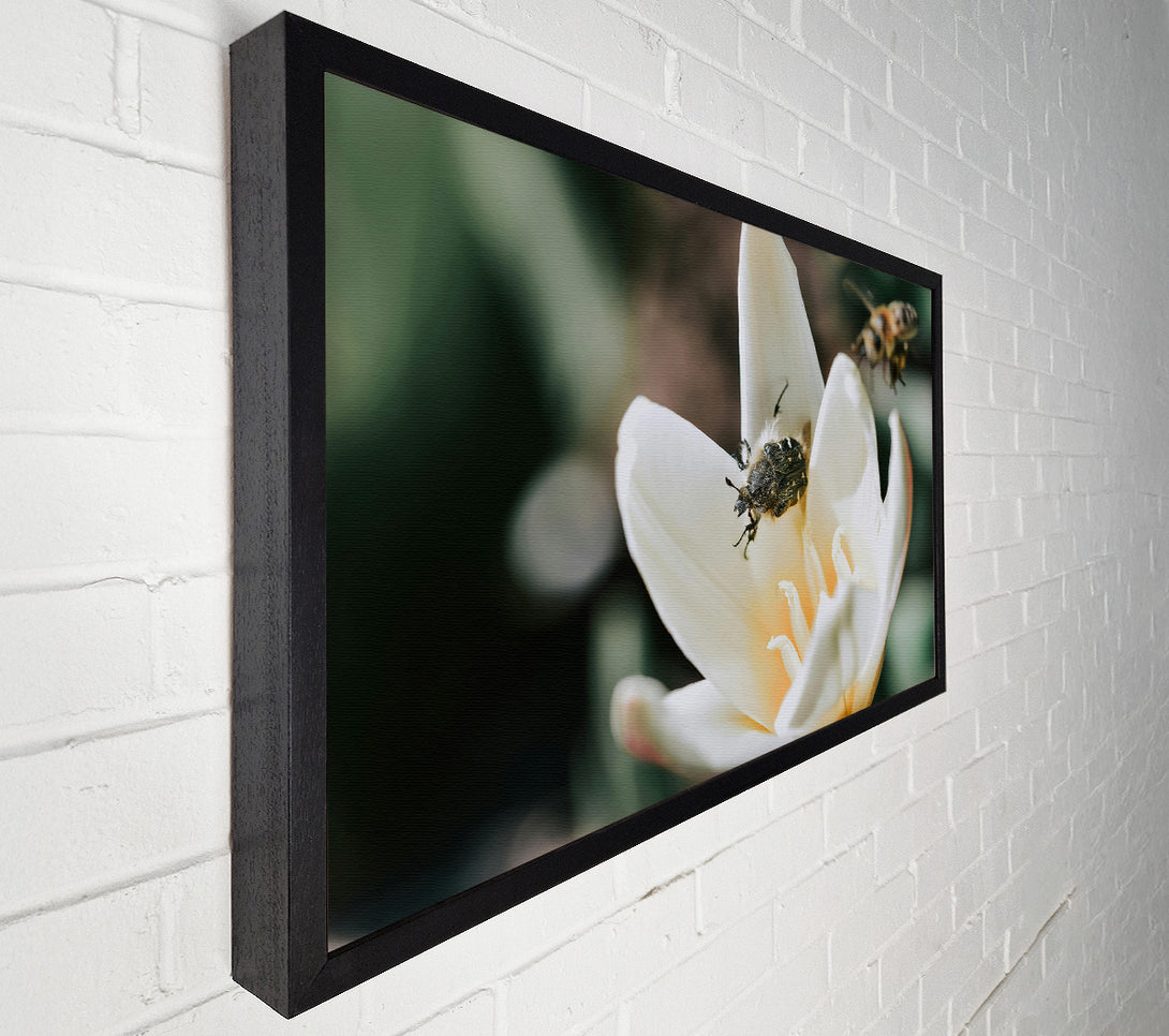  A Canvas Print of White Petal Visitor Canvas Wall Art