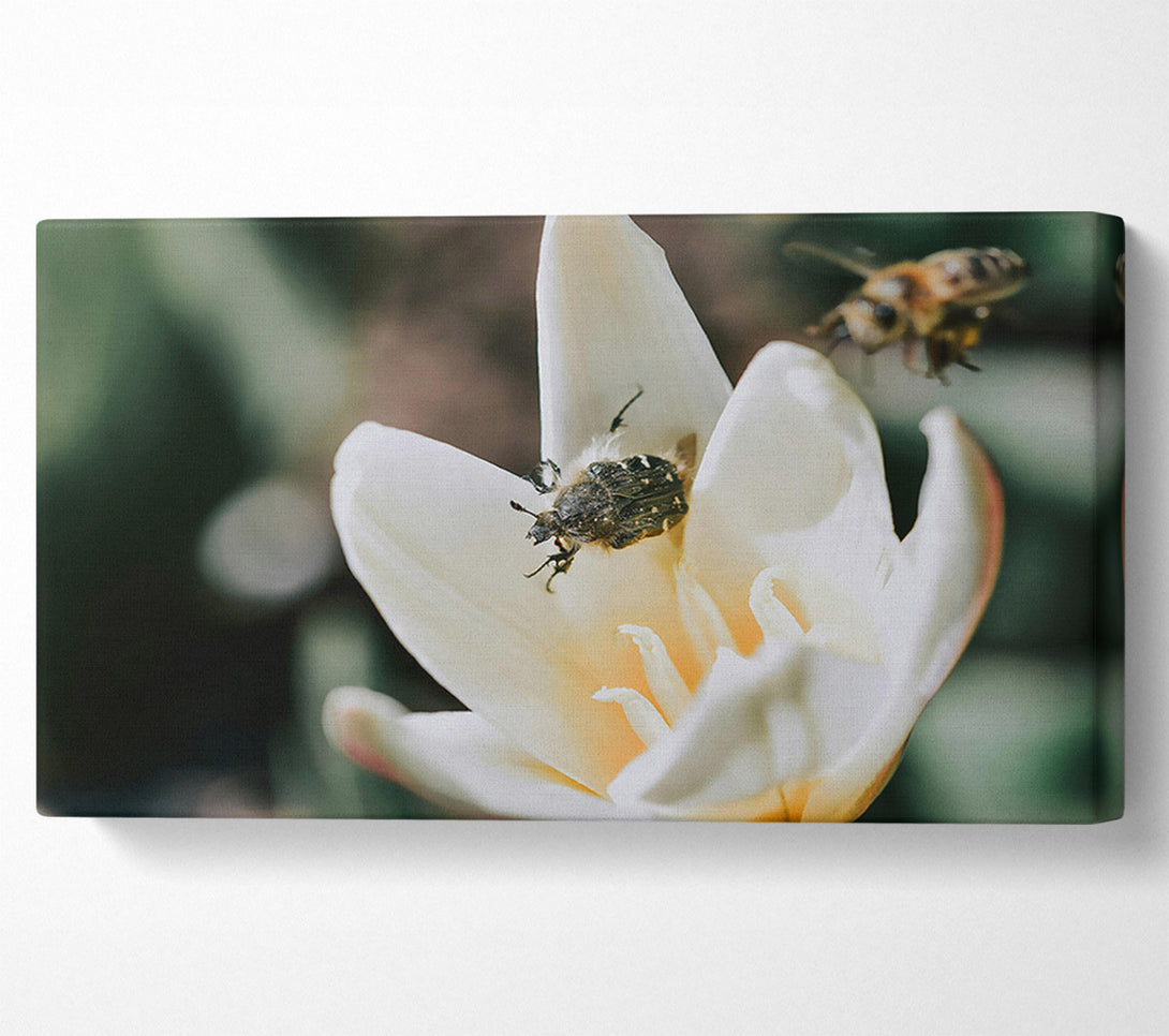 A Canvas Print of White Petal Visitor Canvas Wall Art