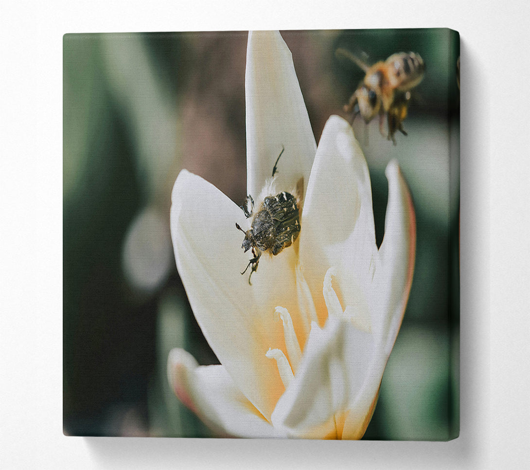  A Canvas Print of White Petal Visitor Canvas Wall Art