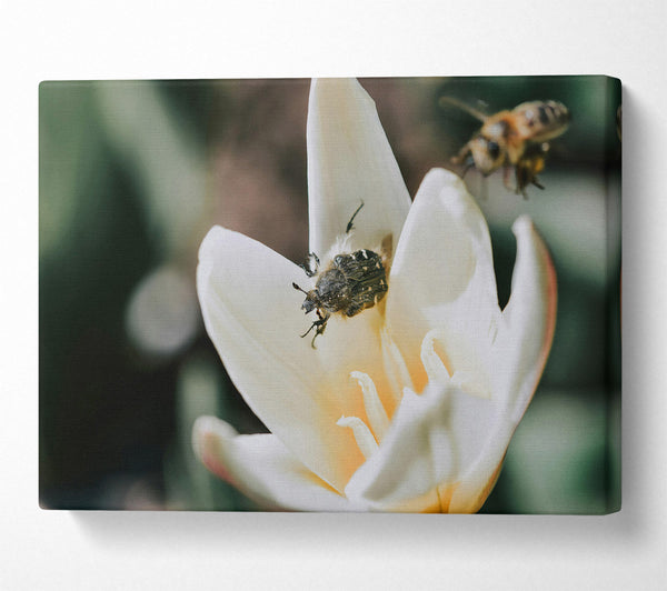  A Canvas Print of White Petal Visitor Canvas Wall Art