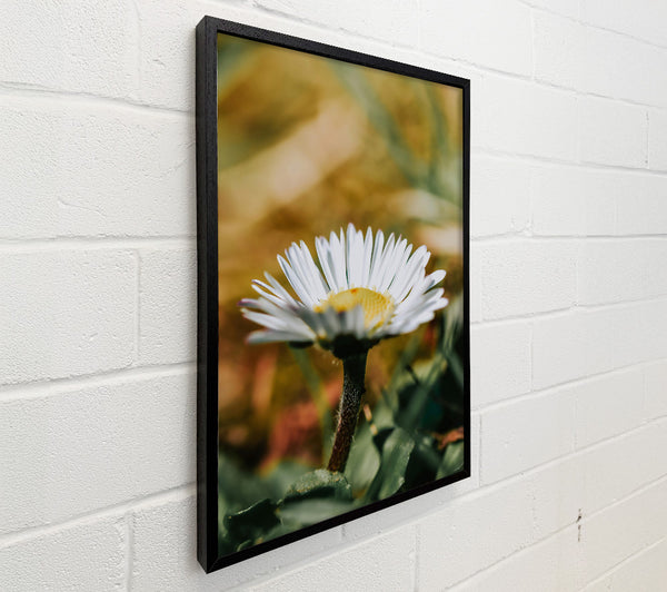Golden Yellow Daisy Bloom