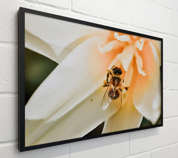 Golden Bee In Bloom