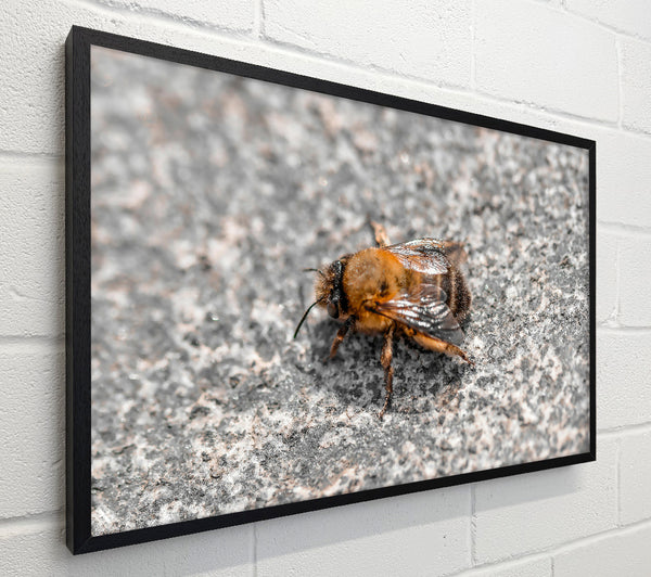 Golden Bee On Stone