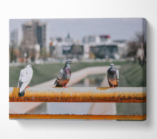  A Canvas Print of Grey Doves On Rust Canvas Wall Art