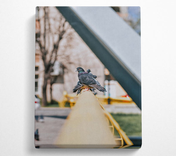 Yellow Railing Pigeons