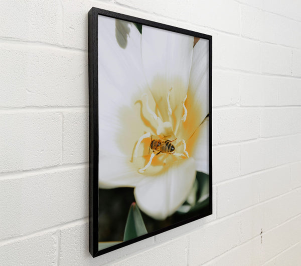 White Petal Bee