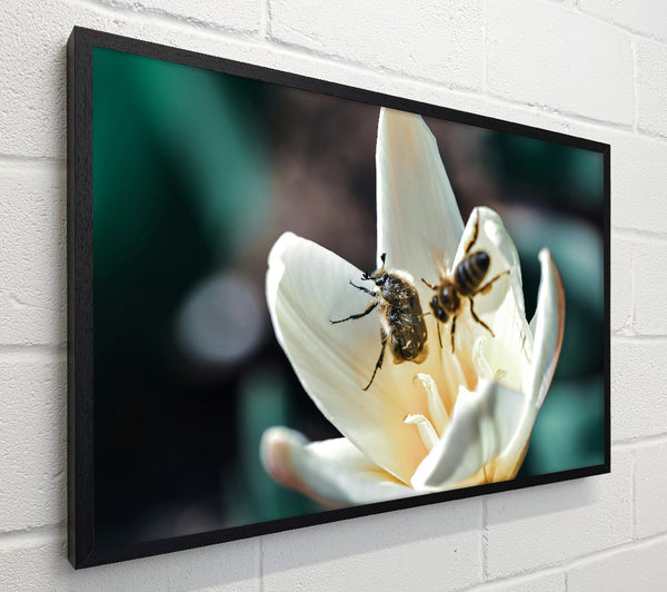 White Petal Visitors