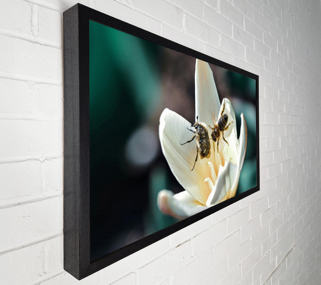  A Canvas Print of White Petal Visitors Canvas Wall Art