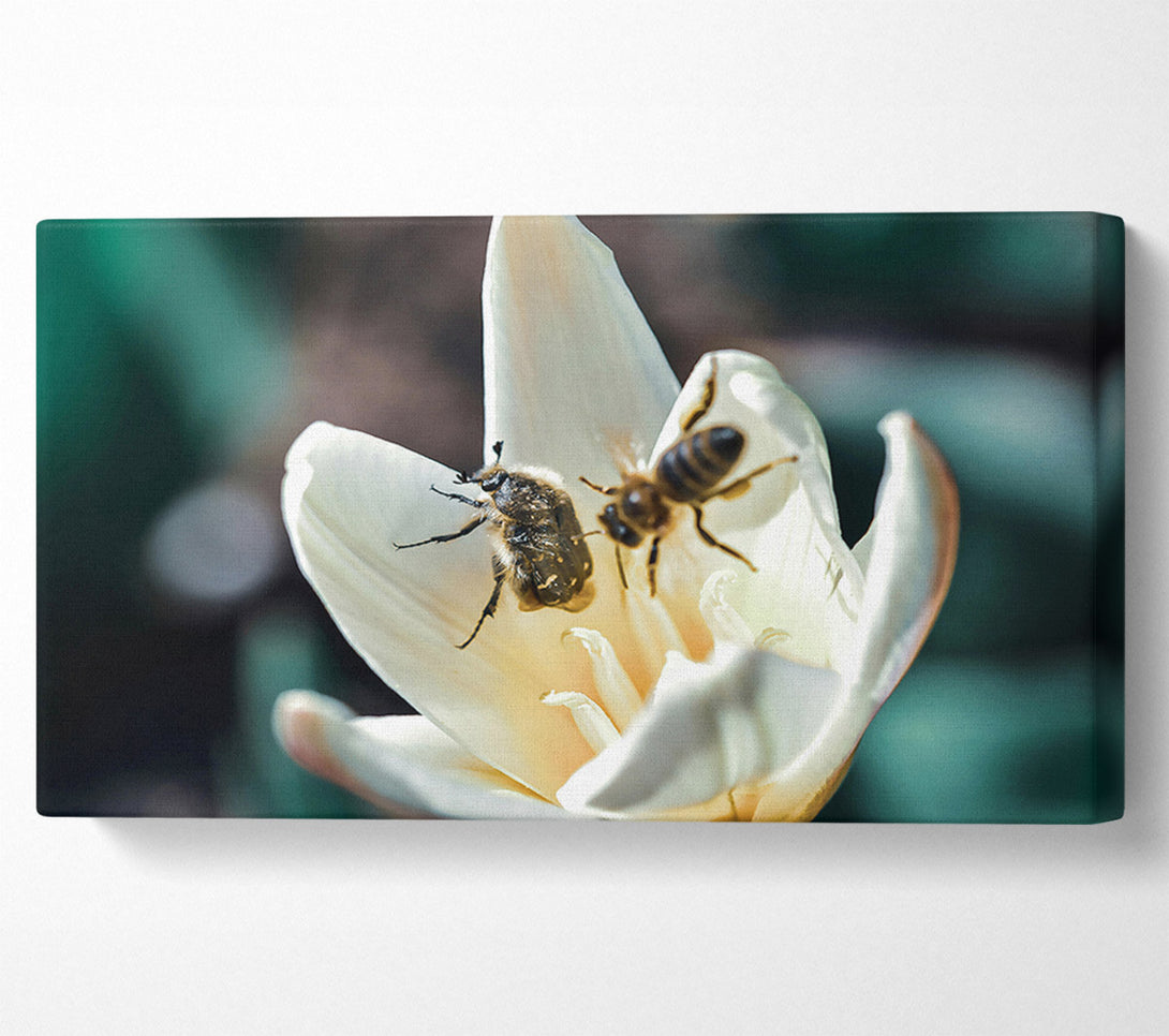  A Canvas Print of White Petal Visitors Canvas Wall Art