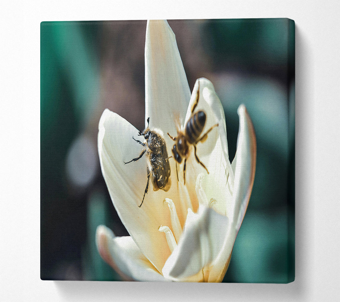  A Canvas Print of White Petal Visitors Canvas Wall Art