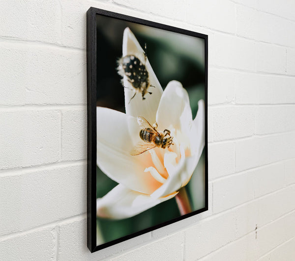 White Bloom And Buzzing Bee
