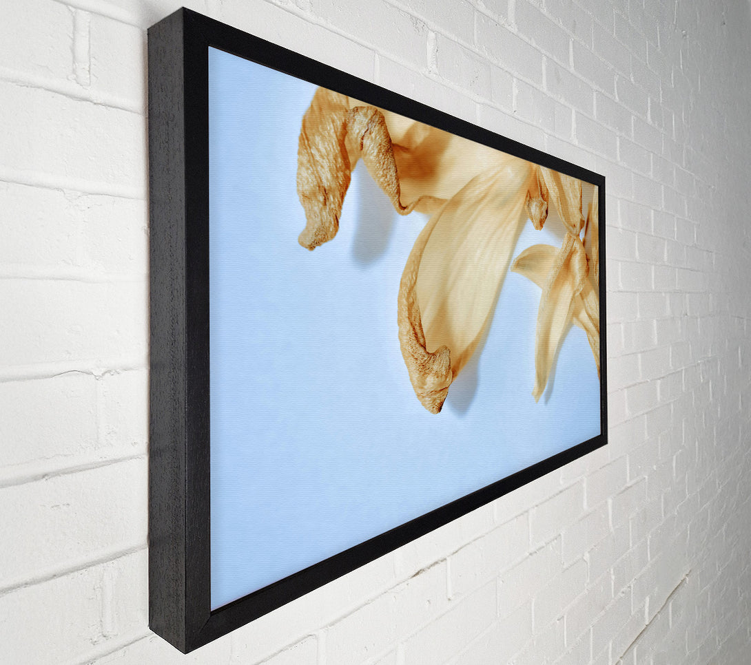  A Canvas Print of Creamy Petal Whisper Canvas Art