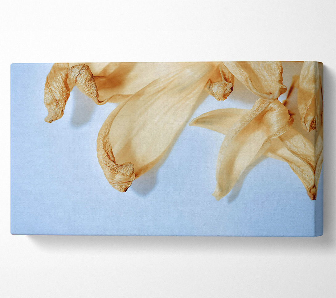  A Canvas Print of Creamy Petal Whisper Canvas Art
