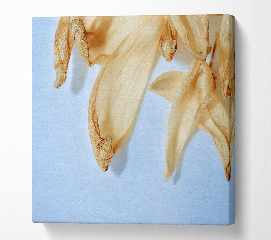  A Canvas Print of Creamy Petal Whisper Canvas Art