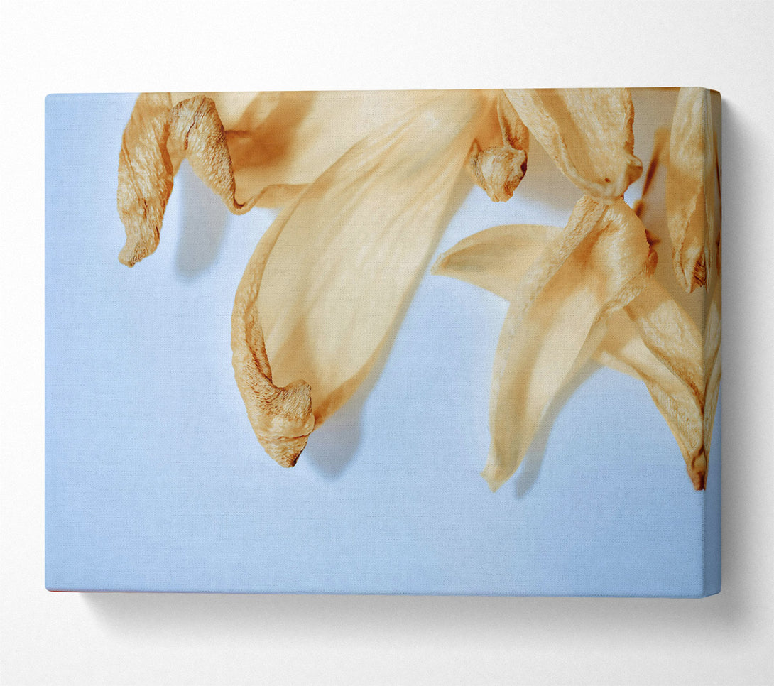  A Canvas Print of Creamy Petal Whisper Canvas Art