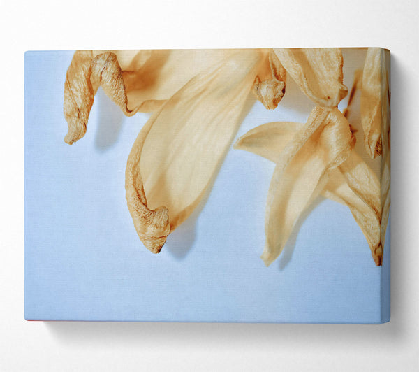  A Canvas Print of Creamy Petal Whisper Canvas Art