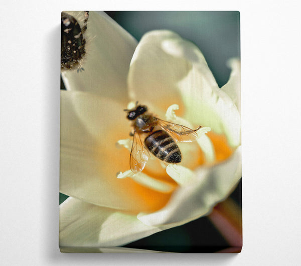  A Canvas Print of White Petal Buzzing Canvas Print