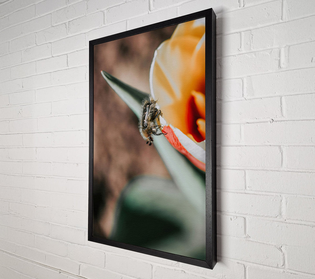  A Canvas Print of White Flower Beetle Canvas Wall Art