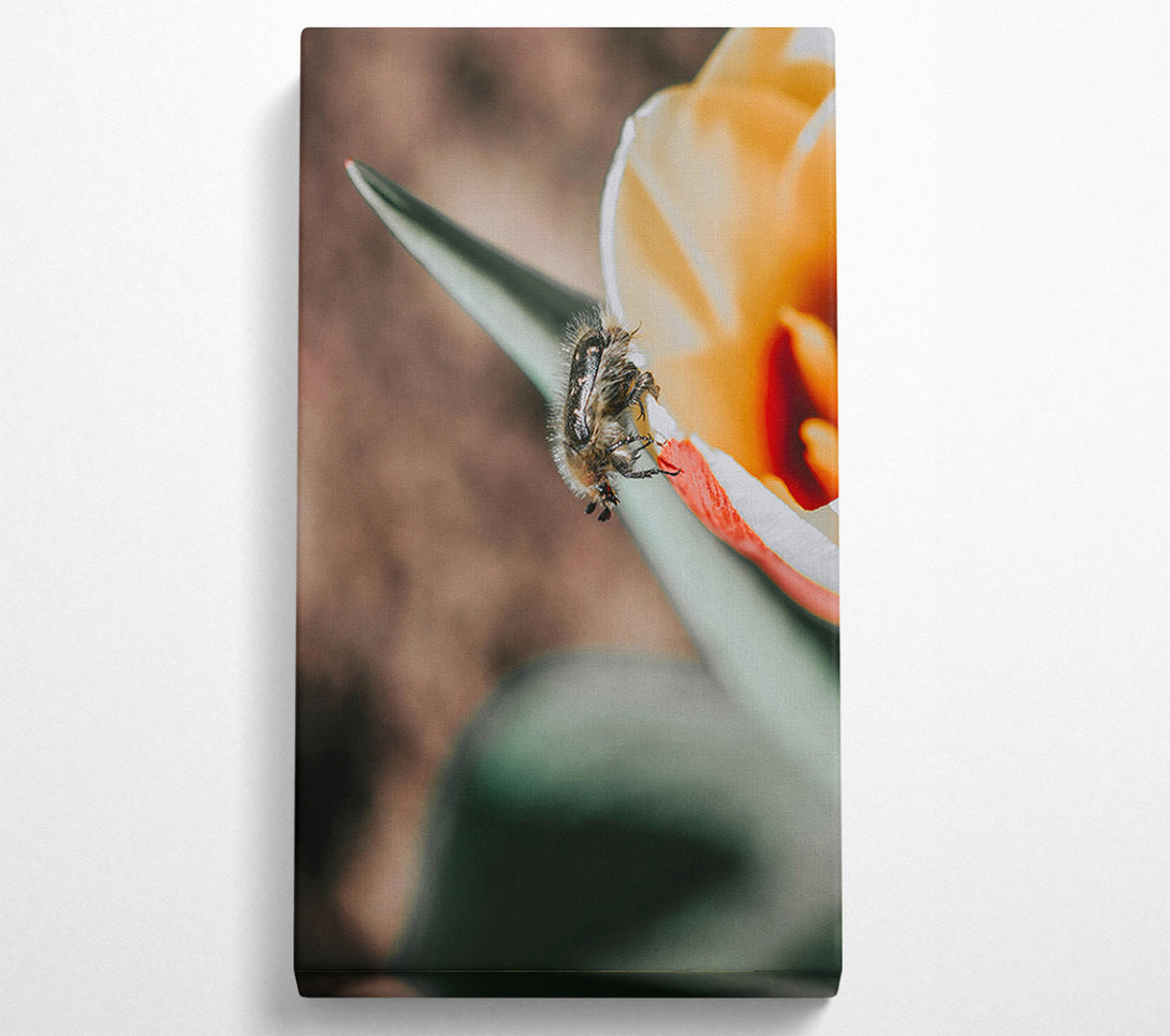  A Canvas Print of White Flower Beetle Canvas Wall Art