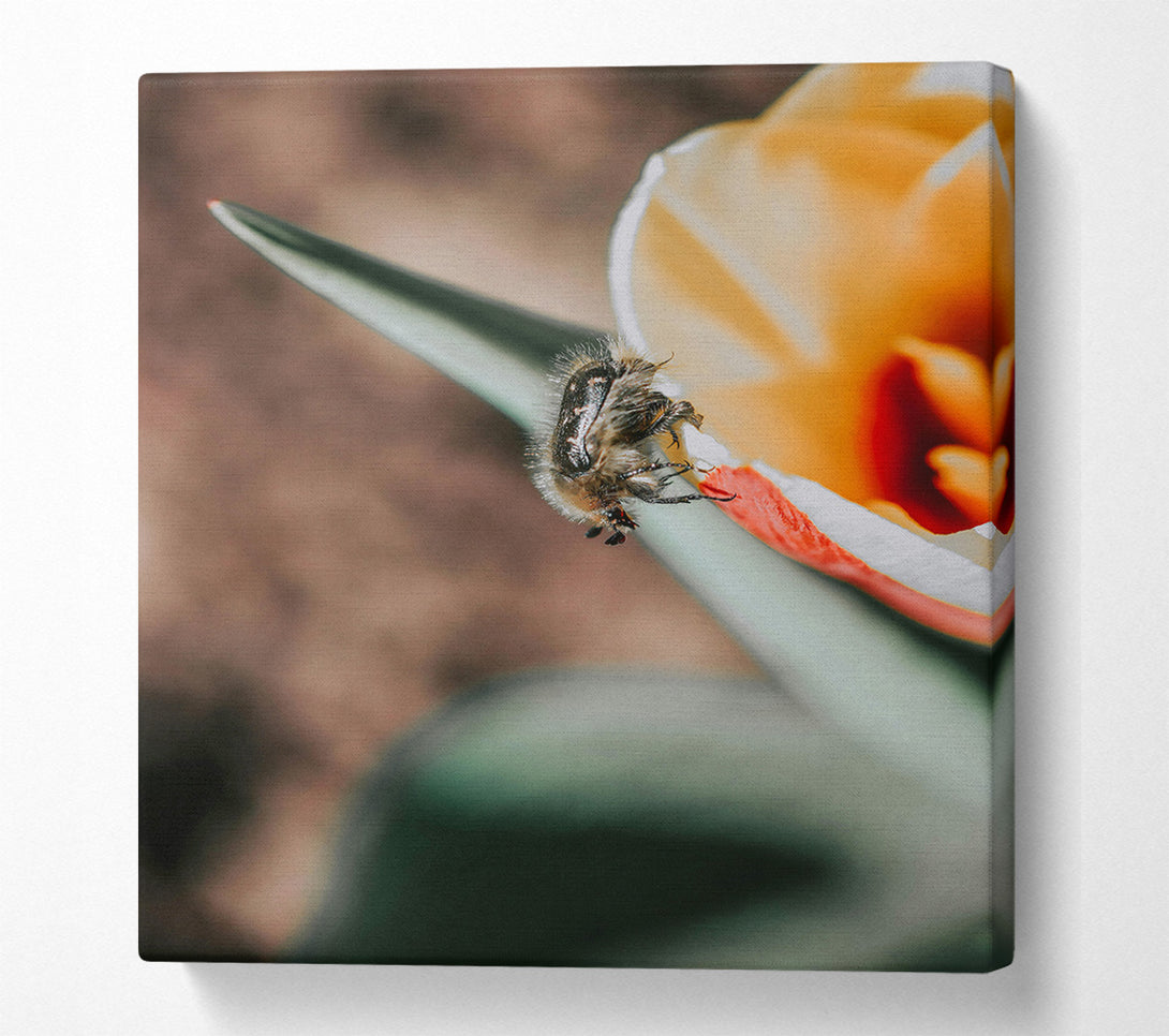  A Canvas Print of White Flower Beetle Canvas Wall Art