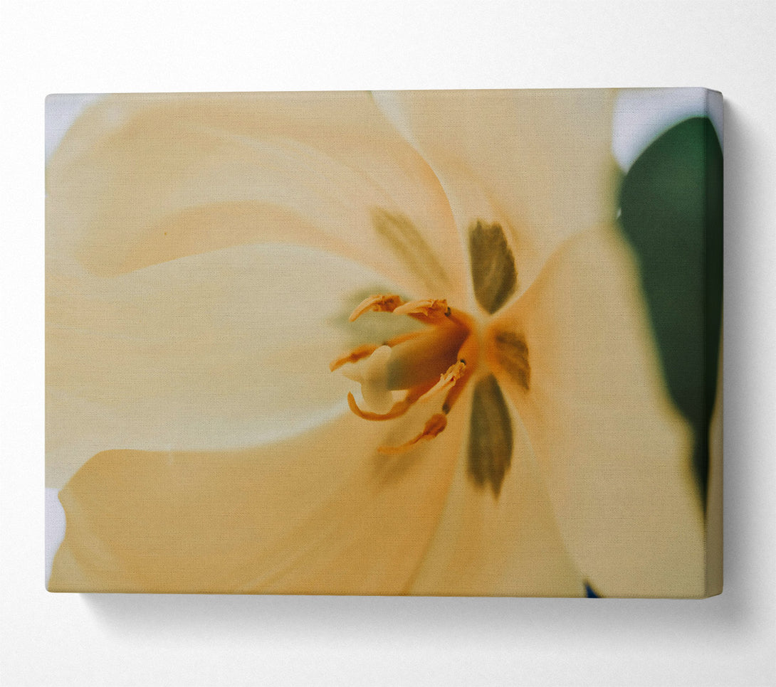  A Canvas Print of Golden Petal Embrace Canvas Print