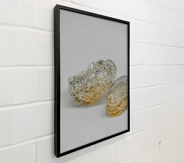 Golden Lace Skeletons