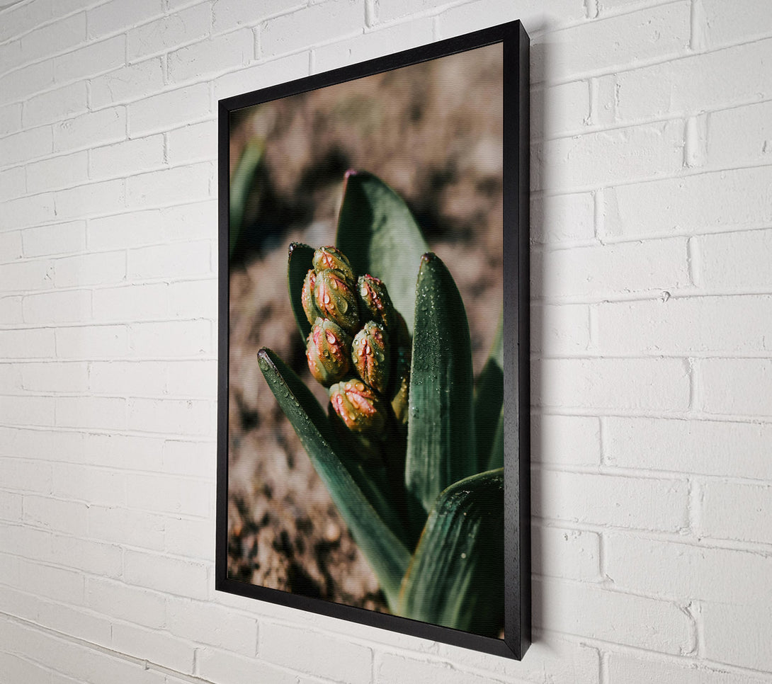 A Canvas Print of Green Dewy Buds Canvas Wall Art