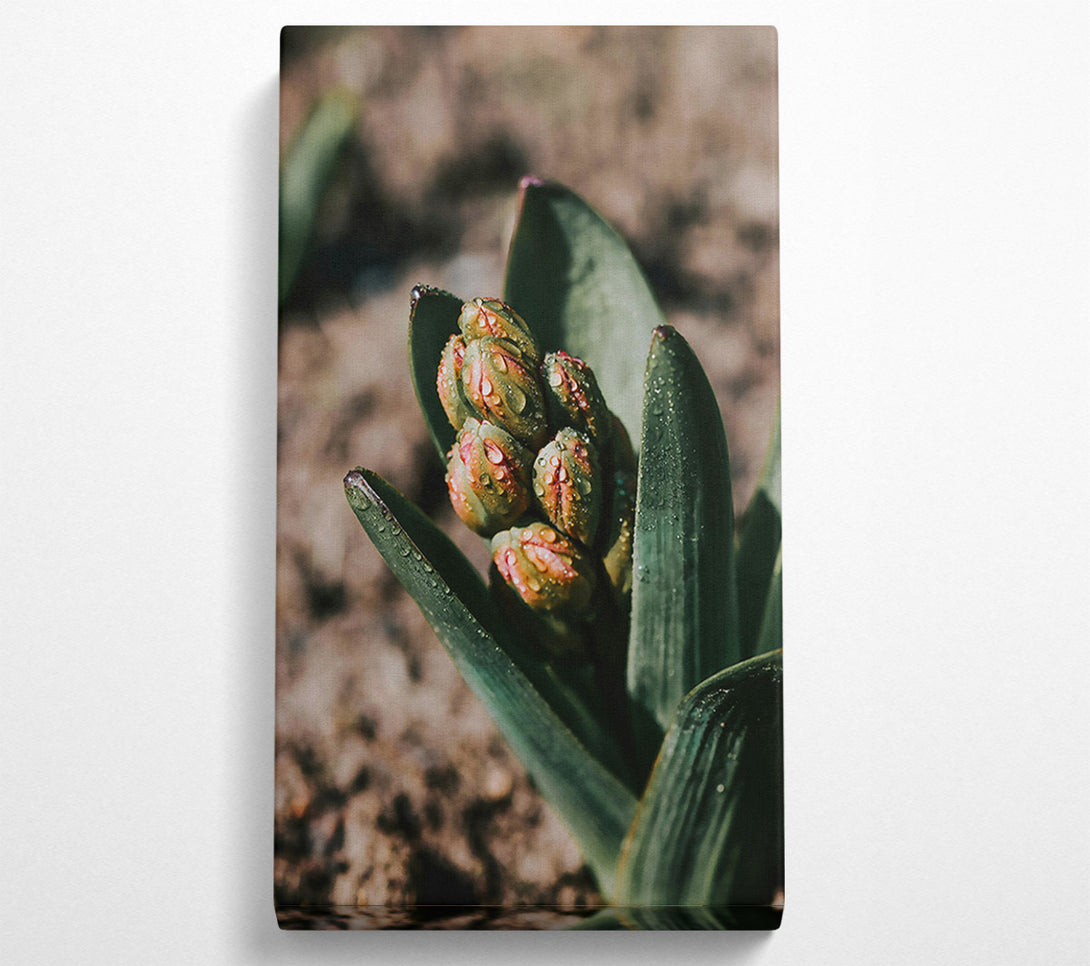 A Canvas Print of Green Dewy Buds Canvas Wall Art
