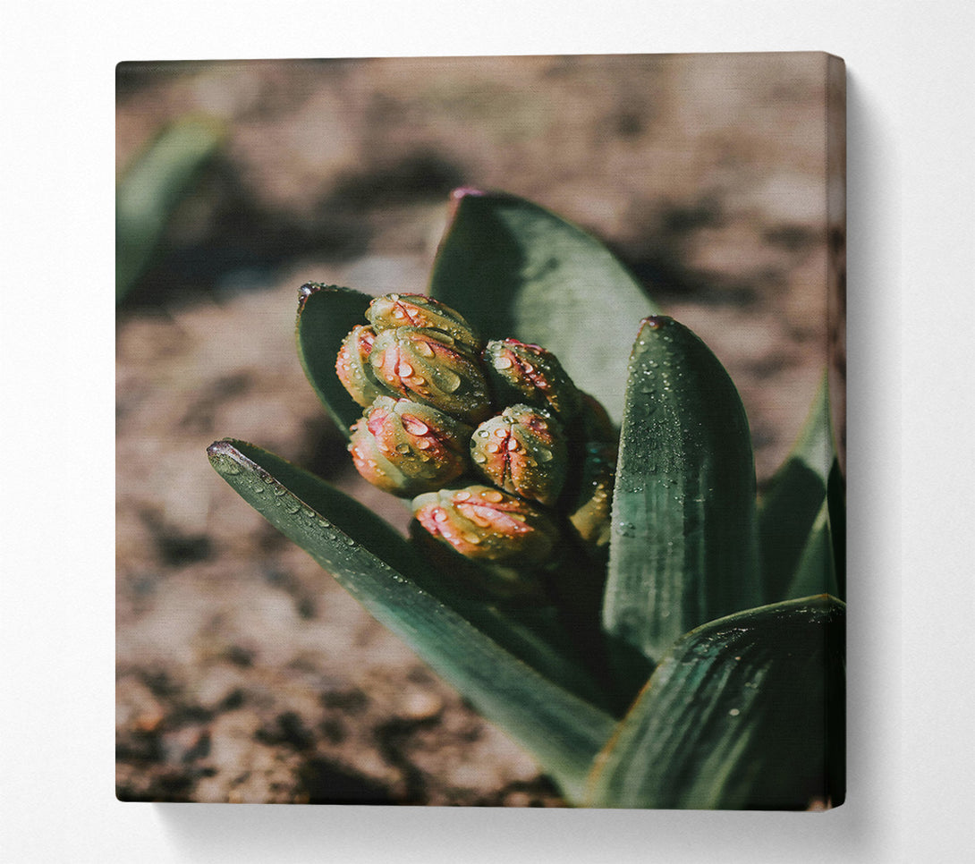  A Canvas Print of Green Dewy Buds Canvas Wall Art