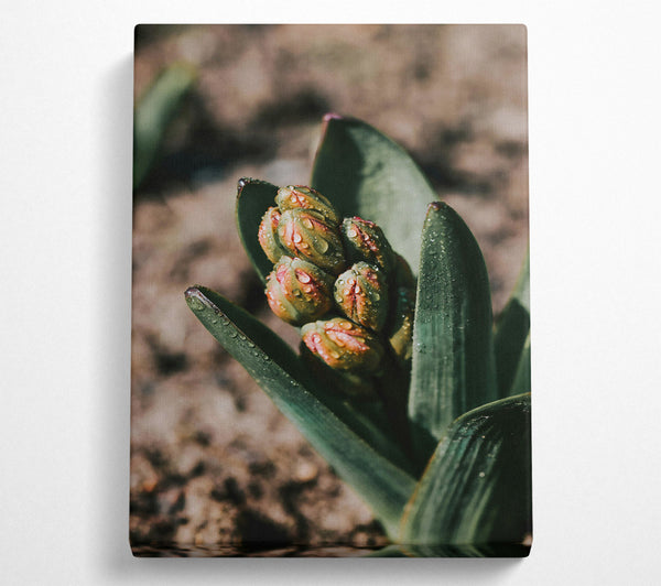  A Canvas Print of Green Dewy Buds Canvas Wall Art