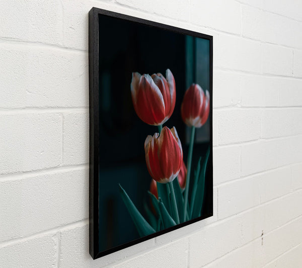 Crimson Tulip Trio