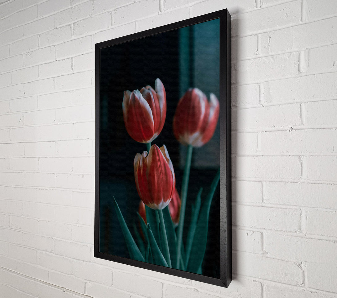  A Canvas Print of Crimson Tulip Trio Canvas Print
