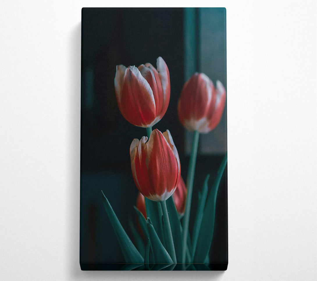  A Canvas Print of Crimson Tulip Trio Canvas Print