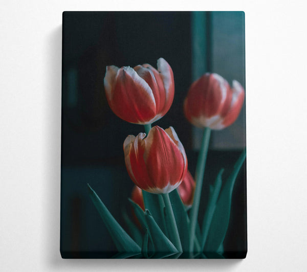  A Canvas Print of Crimson Tulip Trio Canvas Print