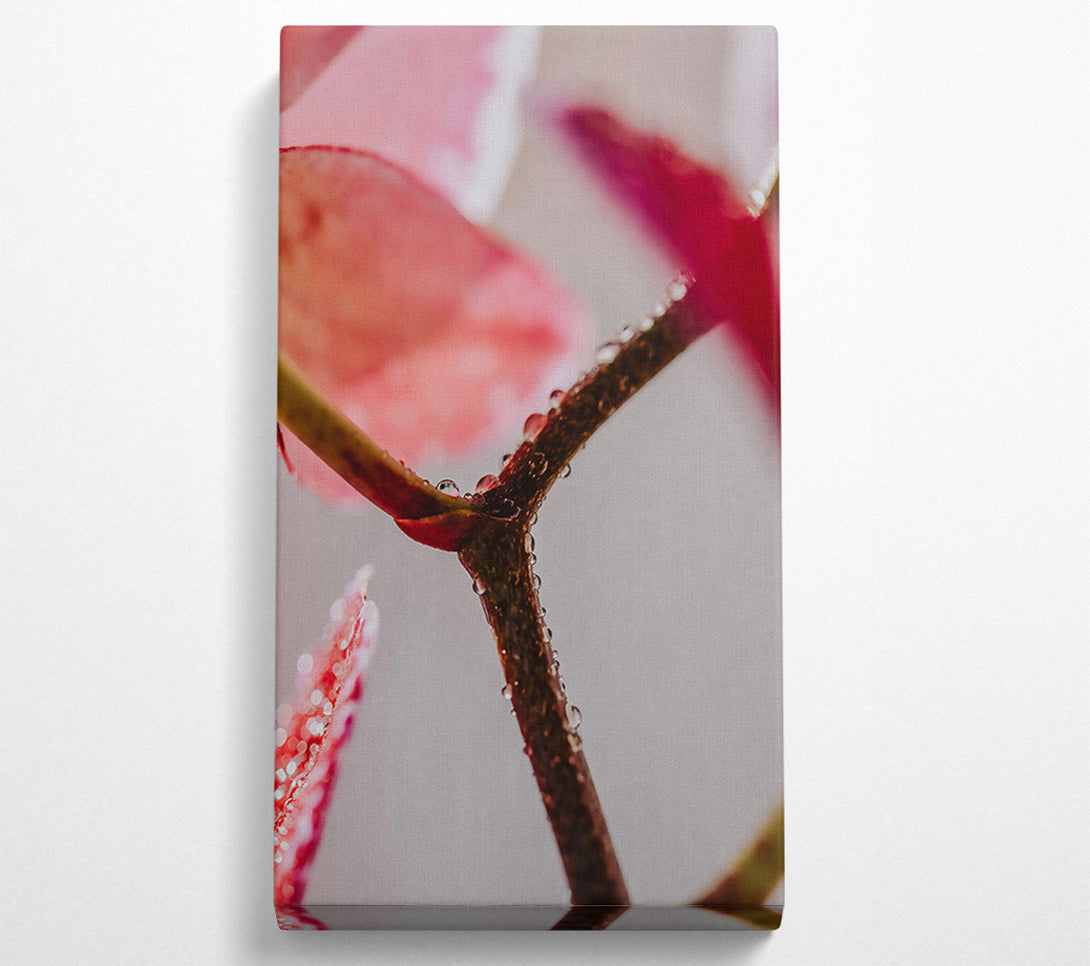  A Canvas Print of Pink Dewy Branch Canvas Art