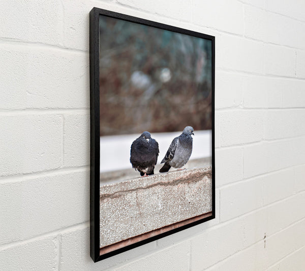 Grey And Black Pigeons