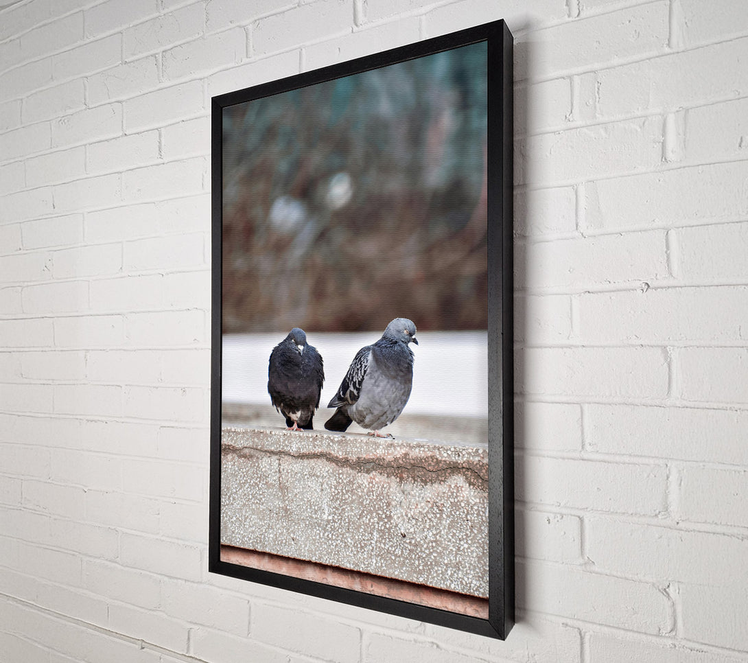  A Canvas Print of Grey And Black Pigeons Canvas Print