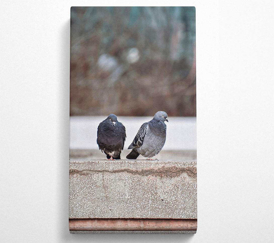  A Canvas Print of Grey And Black Pigeons Canvas Print
