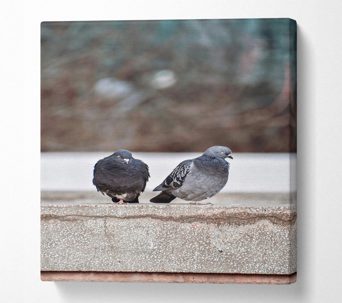  A Canvas Print of Grey And Black Pigeons Canvas Print