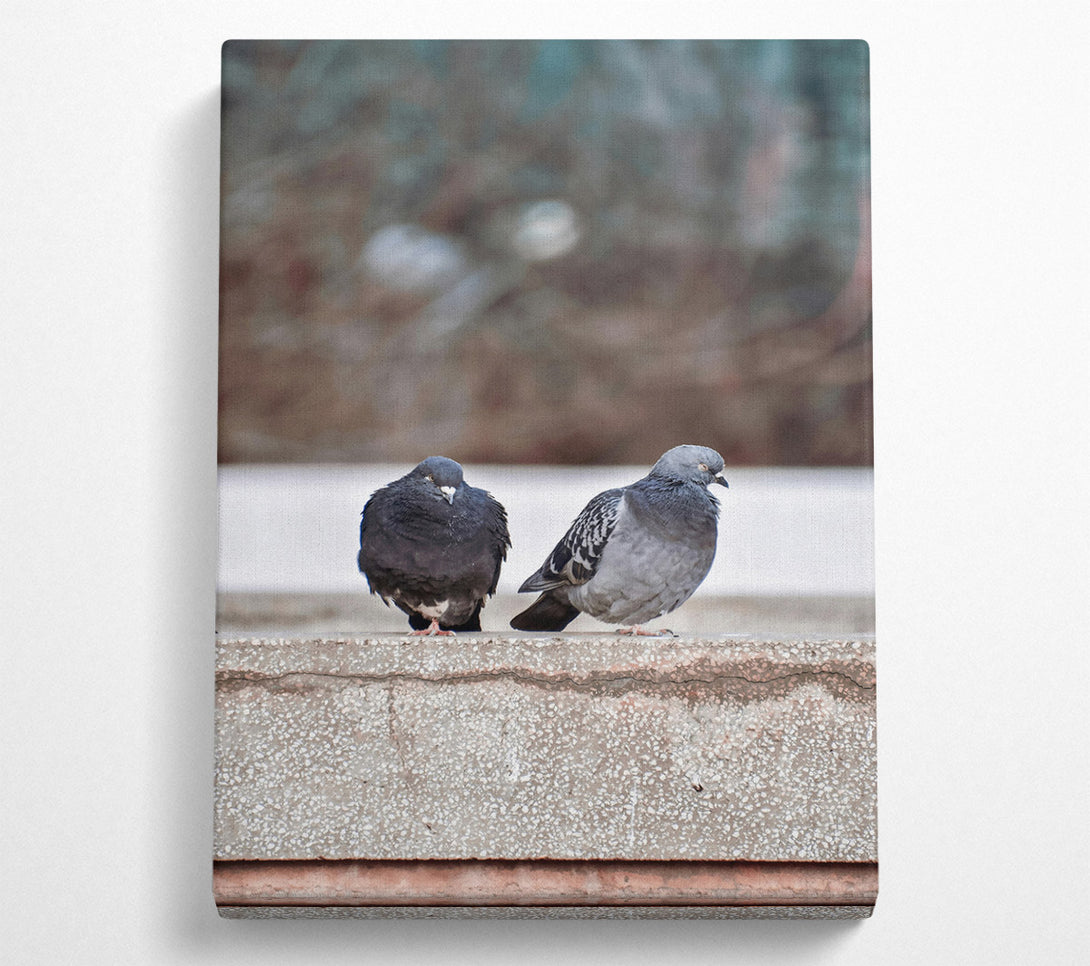  A Canvas Print of Grey And Black Pigeons Canvas Print