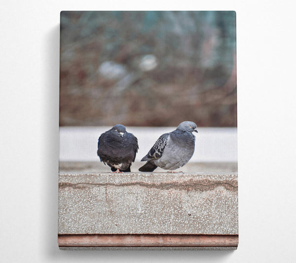  A Canvas Print of Grey And Black Pigeons Canvas Print