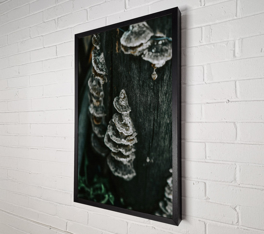  A Canvas Print of Black Bark Fungi Canvas Wall Art