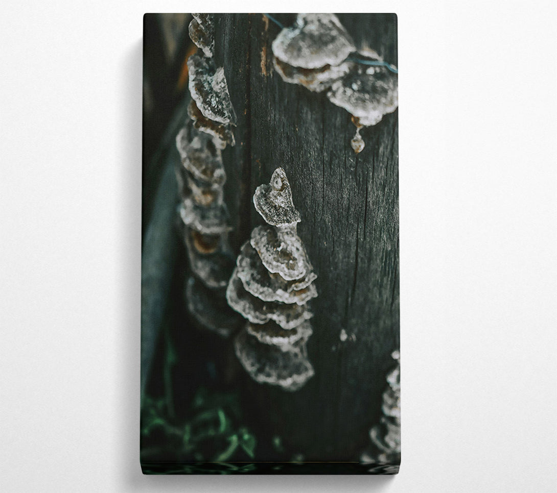  A Canvas Print of Black Bark Fungi Canvas Wall Art