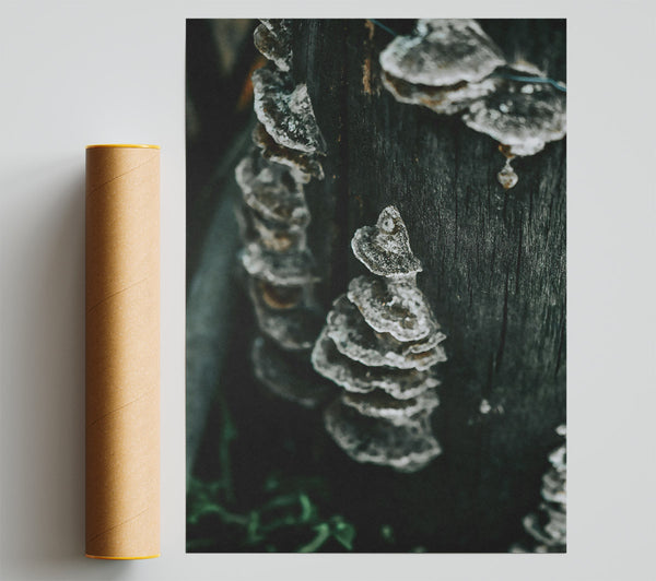 Black Bark Fungi Print