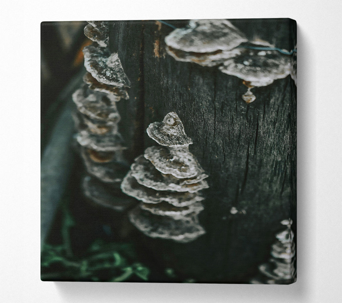  A Canvas Print of Black Bark Fungi Canvas Wall Art